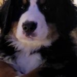 Berner Sennenpup met balletje van Basiadan Kennel voor Berner Sennenhonden