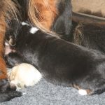 Berner sennen pups basiadan kennel 2 weken oud