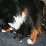 Berner sennen pups basiadan kennel 2 weken oud