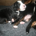 Berner sennen pups basiadan kennel 2 weken oud