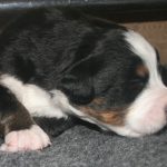 Berner sennen pups basiadan kennel 2 weken oud