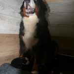 Berner sennen pups basiadan kennel 2 weken oud