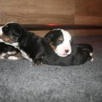Berner sennen pups basiadan kennel 2 weken oud