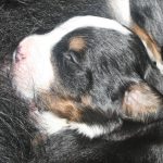Berner sennen pups basiadan kennel 2 weken oud