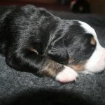 Berner sennen pups basiadan kennel 2 weken oud