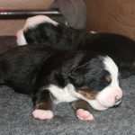 Berner sennen pups basiadan kennel 2 weken oud